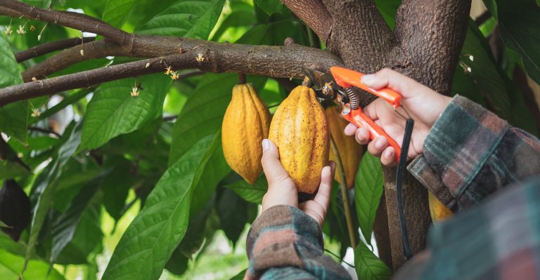Pruning cocoa