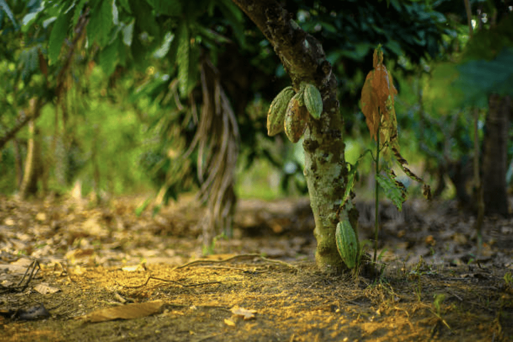 Cocoa trees Indonesia