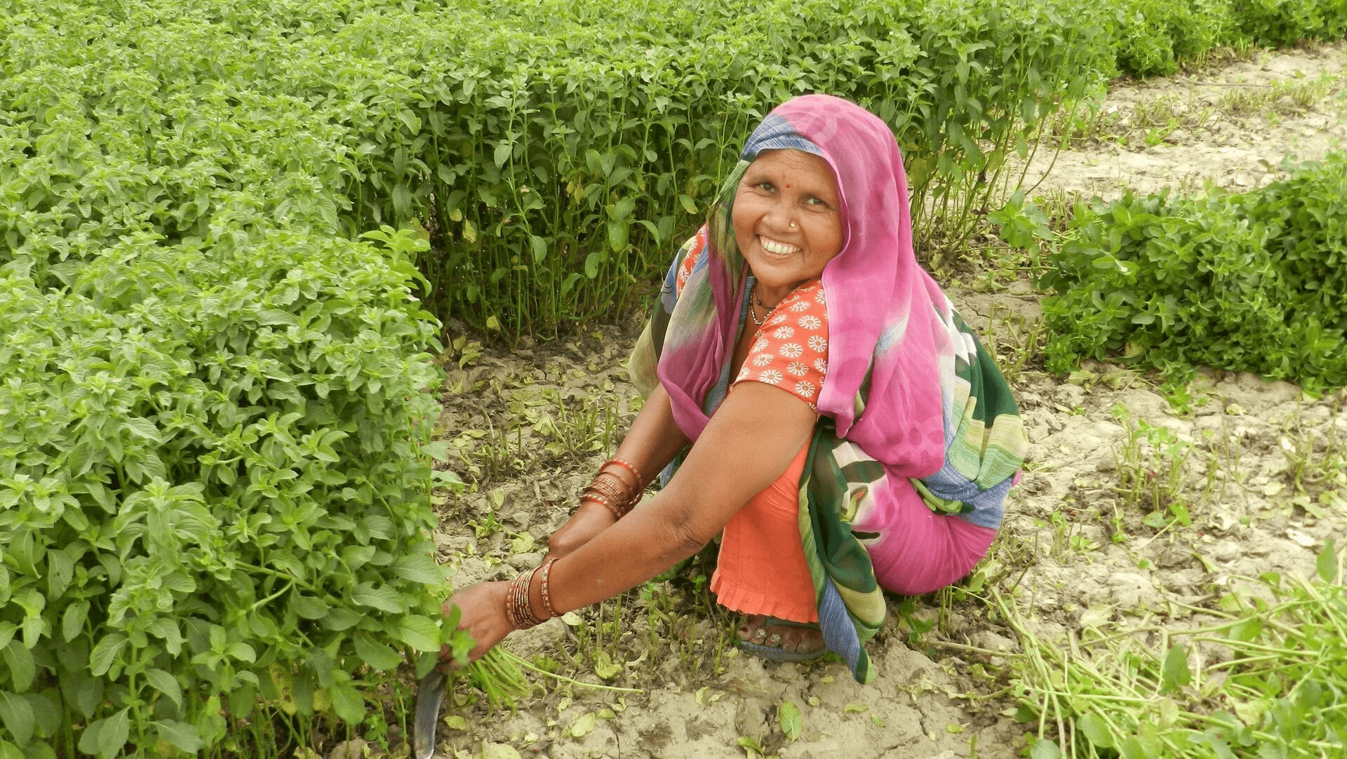 Female Mint Farmer in India