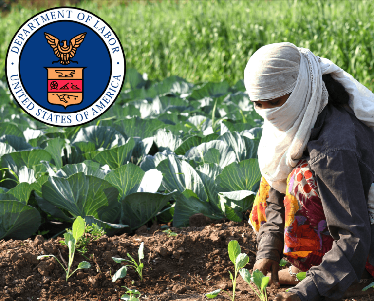 AMRAVATI, MAHARASHTRA, INDIA, 3 FEBRUARY 2017 : unidentified Indian farm worker planting cabbage in field and holding bunch of small plant of cabbage in hands at the organic farm.
